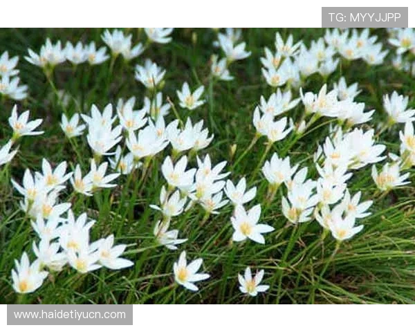 火博体育网页最新全面攻略助你轻松掌握所有赛事信息与投注技巧 火博体育网页最新全面攻略助你轻松掌握所有赛事信息与投注技巧